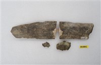 藏品(犀肋骨(模))的圖片